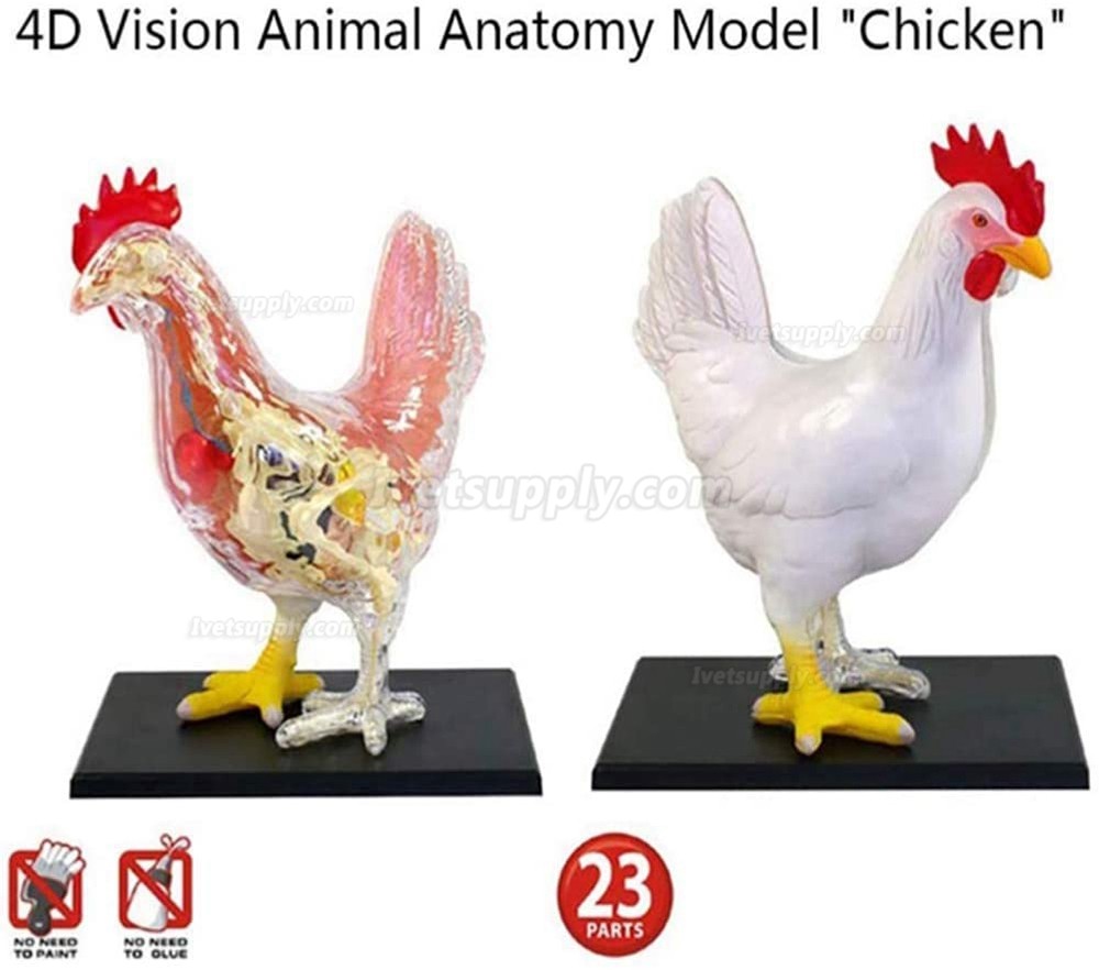 Chicken Skeleton & Anatomy Model Kit Detachable 32 Parts Animal Biology Medical Teaching Model